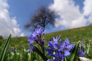Spettacolo di crocus ai prati della Pigolotta di Valtorta il 26 aprile 2018 - FOTOGALLERY